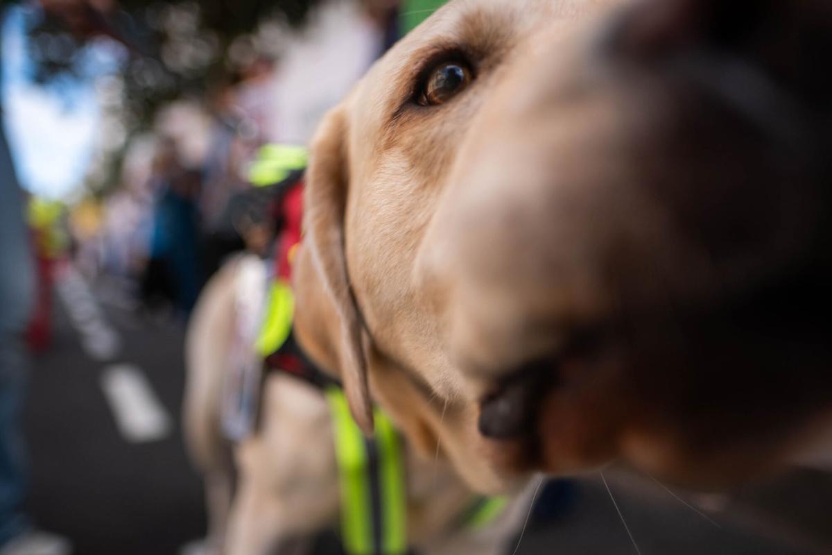 Los veterinarios de Tenerife se manifiestan contra el decreto que les impide suministrar antibióticos a las mascotas.