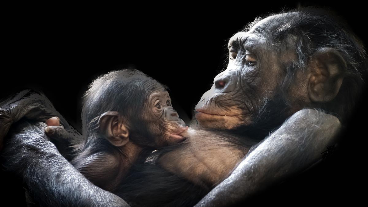 Una hembra de chimpancé y su cría