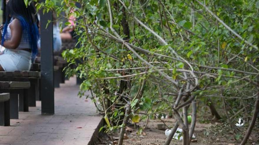 Los vecinos del entorno de la plaza han reclamado ayuda al Ayuntamiento.