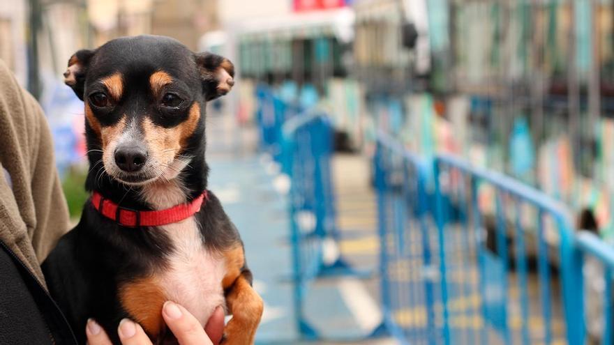 El perrito de los aristócratas que no crece ni pierde pelo