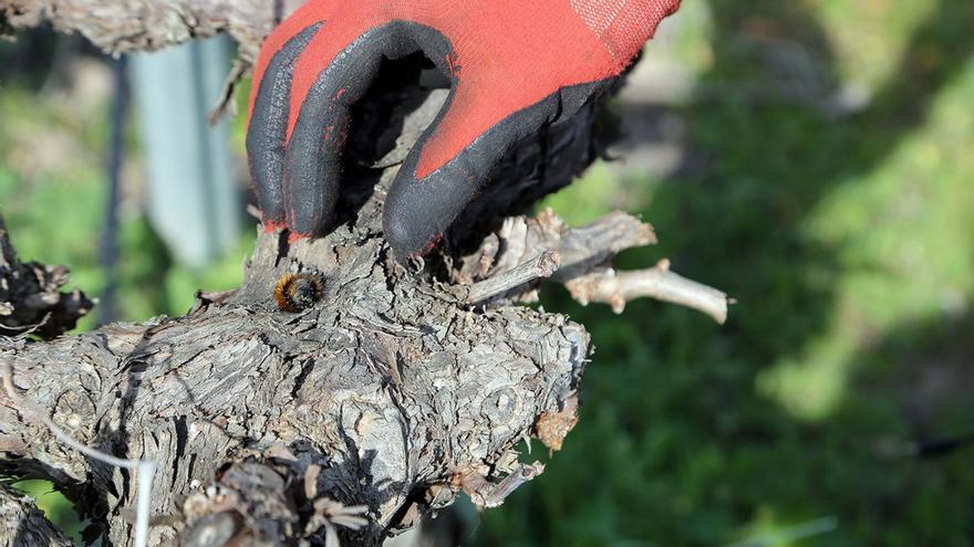 Un viticultor provisto de guantes trata de capturar una oruga peluda sobre una cepa a las afueras de Montilla.