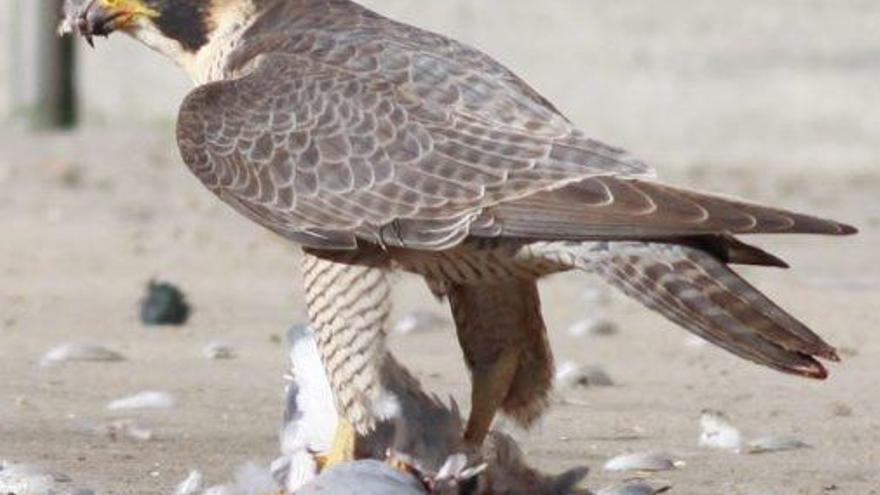 Un falcó devora un colom que ha capturat