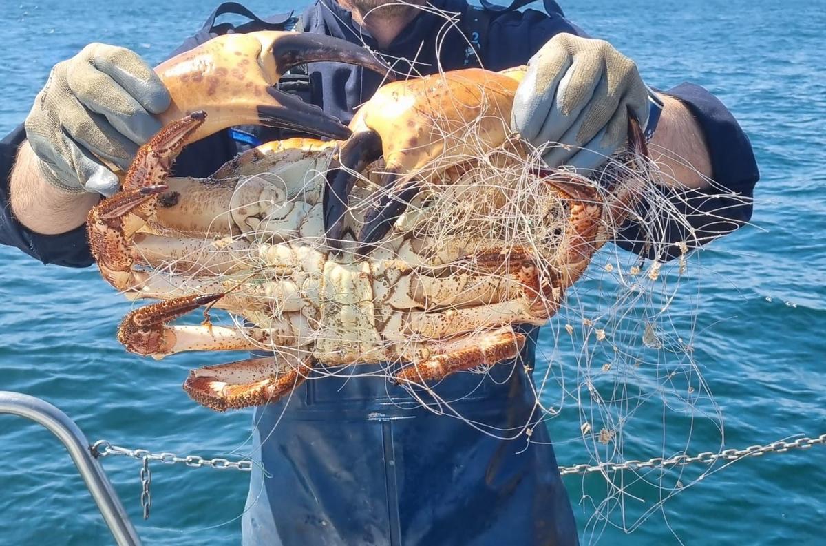 Una de las especies liberadas por los agentes de Gardacostas de Galicia
