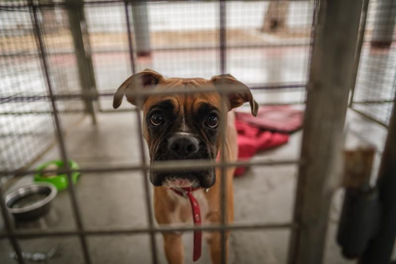 Volcán en Canarias: recogida de animales afectados por la erupción