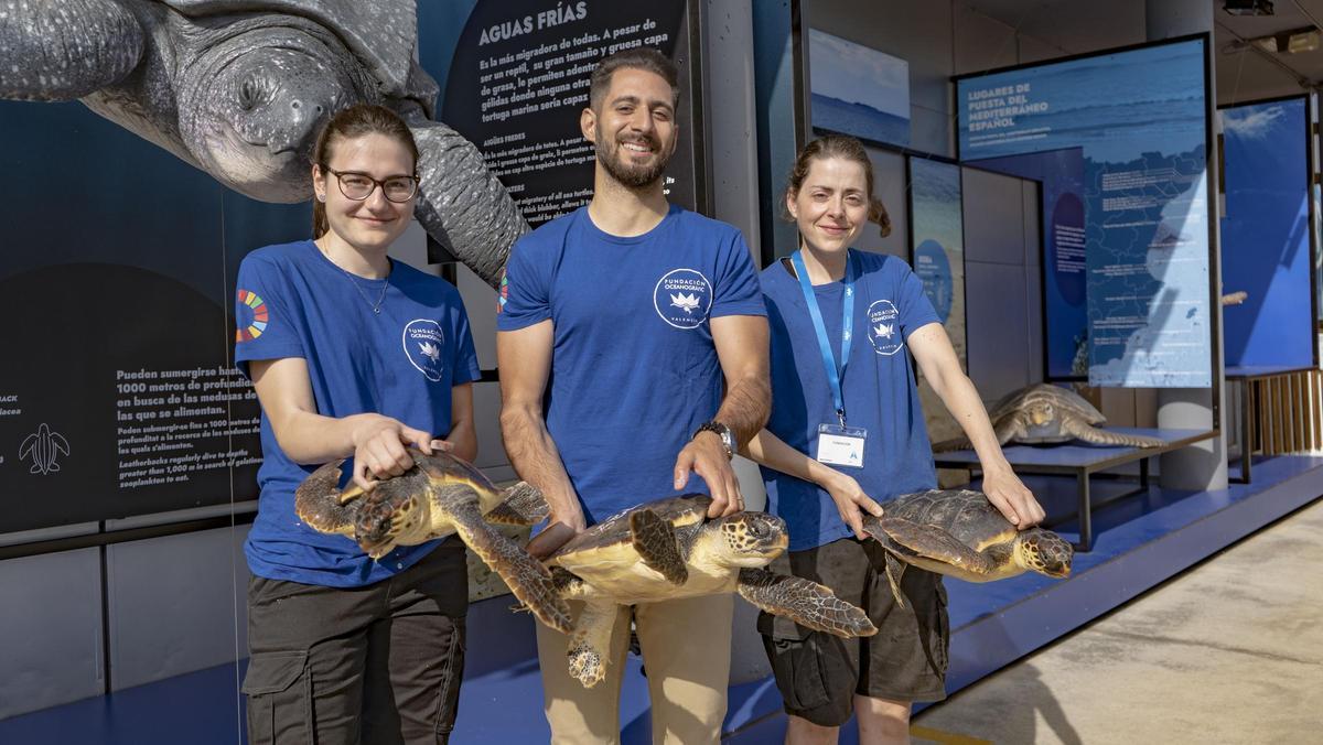 Tres membrs de l'equip de Conservació de la Fundació Oceanogràfic amb tres tortugues que tornen a la mar.