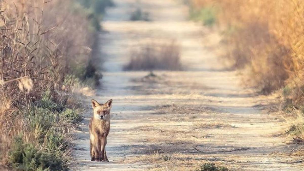 La imagen de un zorro rojo en el Parque Natural de El Hondo.