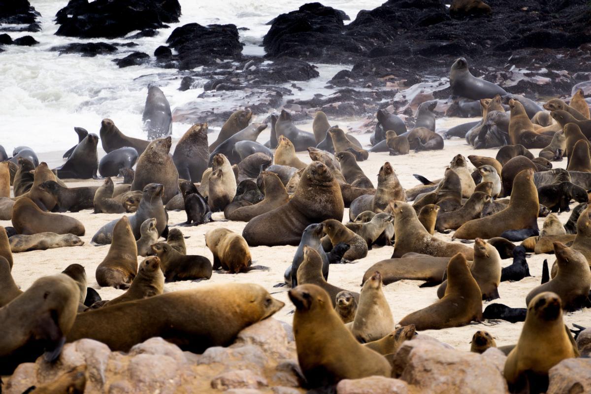 Las focas son animales &quot;conectores&quot; entre la tierra y el mar.