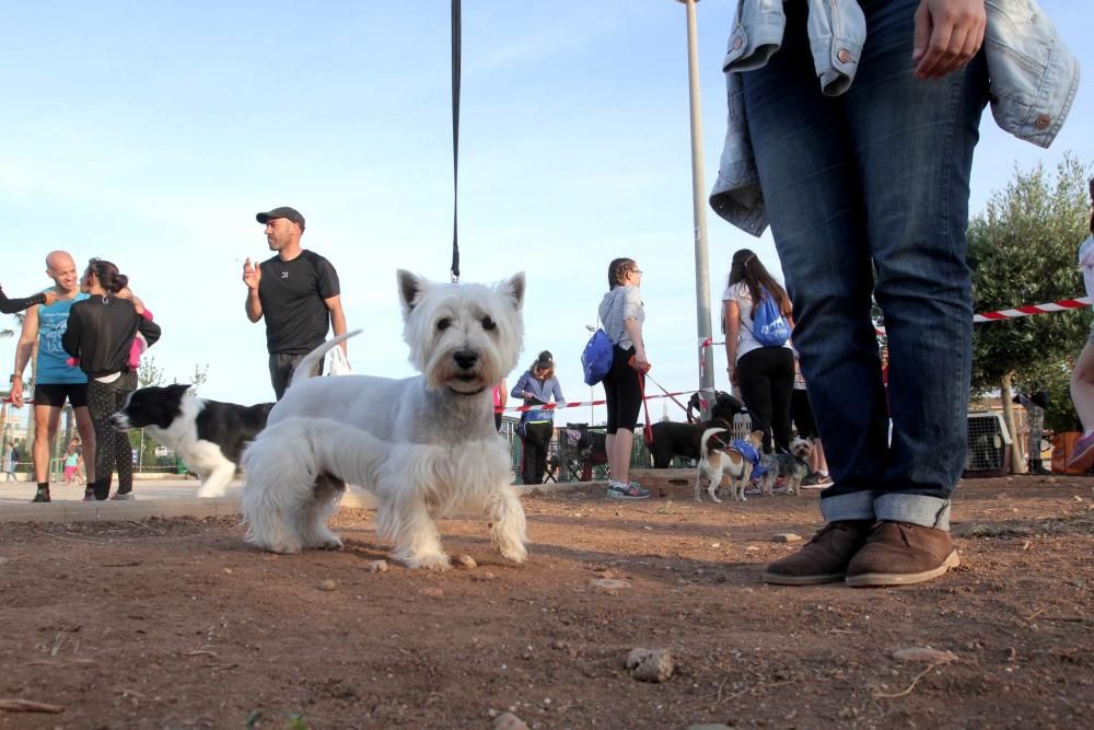 I Cross Canina de Santa Ana