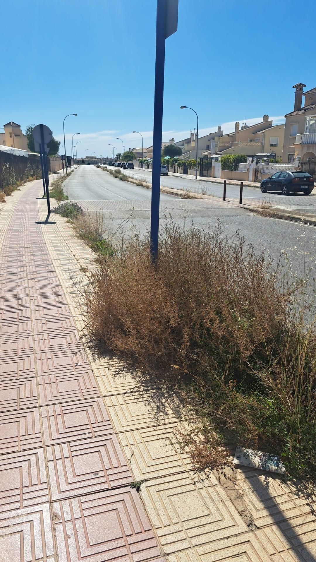 Una jungla sobre el asfalto de Orihuela Costa