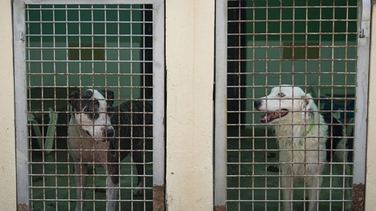 La calidad de vida de los perros de Sa Coma depende del número de voluntarios con lo s que cuenten.