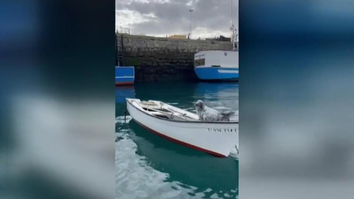La foca Oza, la nueva estrella de las costas gallegas