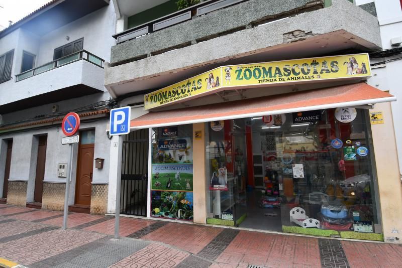 Perros en un escaparate en una tienda de San Grego