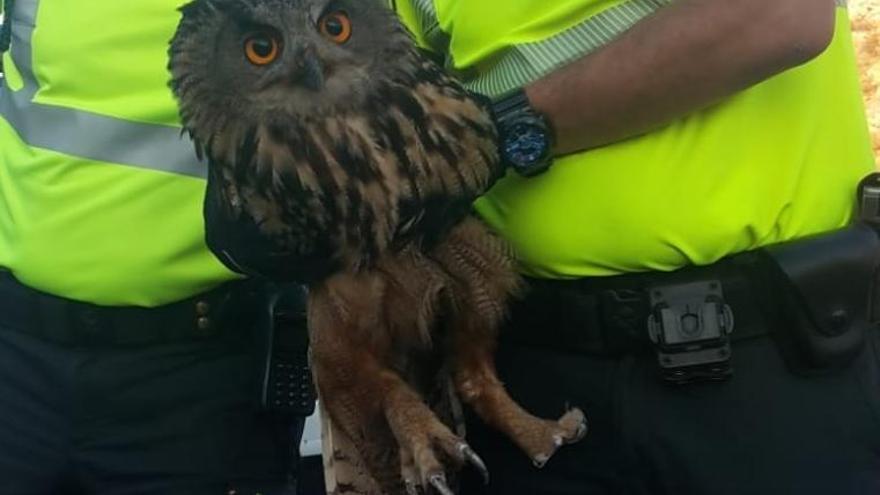 El búho real rescatado por la Guardia Civil de Tráfico.