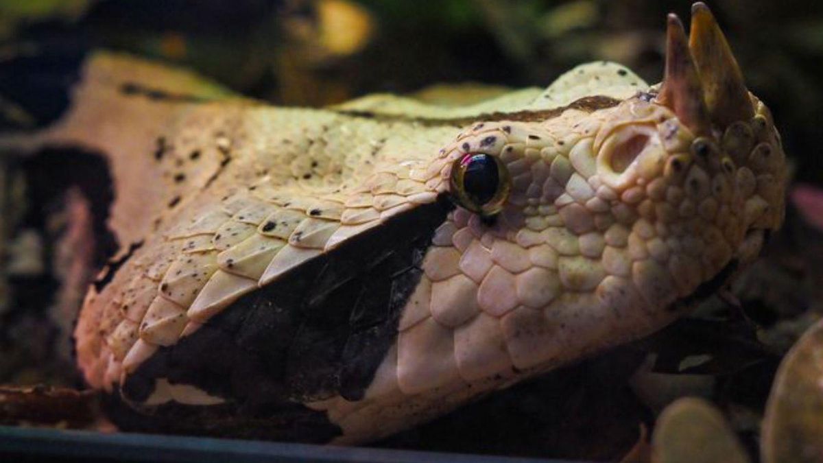 Una víbora de Gabón, en la Exposición "Veneno: Naturaleza Letal"