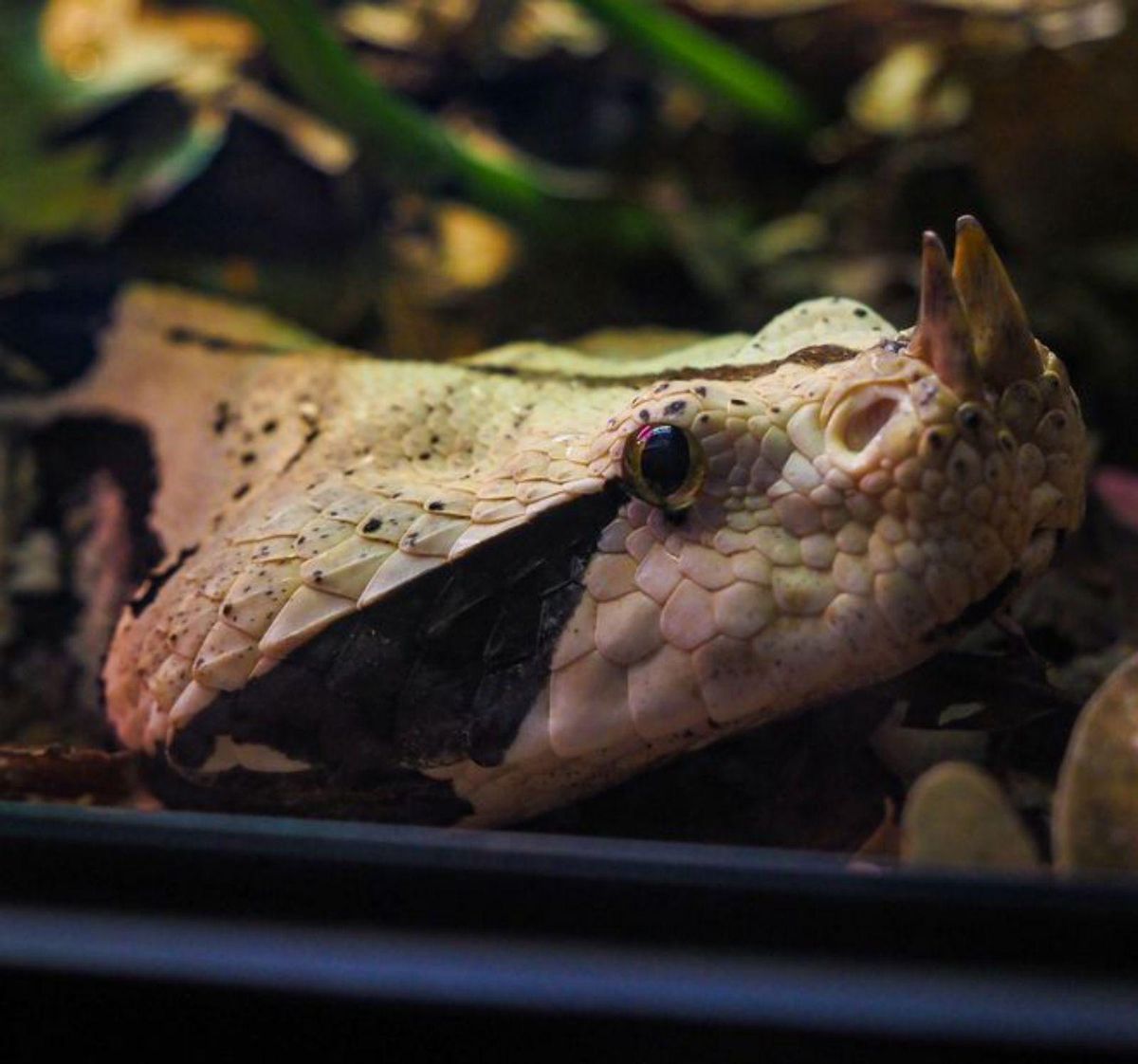 Buzos del BIOPARC Acuario de Gijón alimentan a los tiburones toro. En el círculo, víbora de Gabón, en la Exposición «Veneno: Naturaleza Letal».