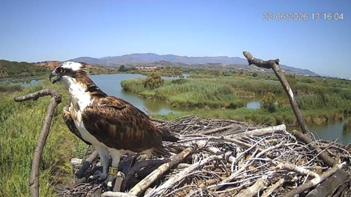 Un ejemplar de águila pescadora.