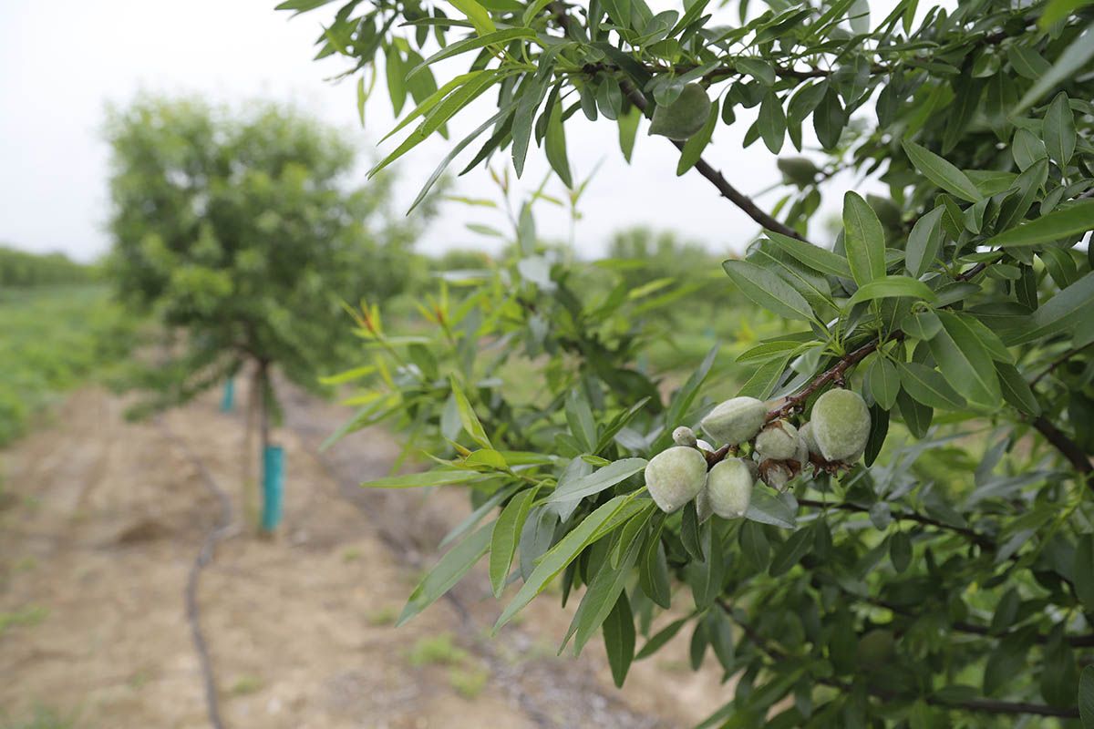 Los efectos de la borrasca Nelson en el campo cordobés