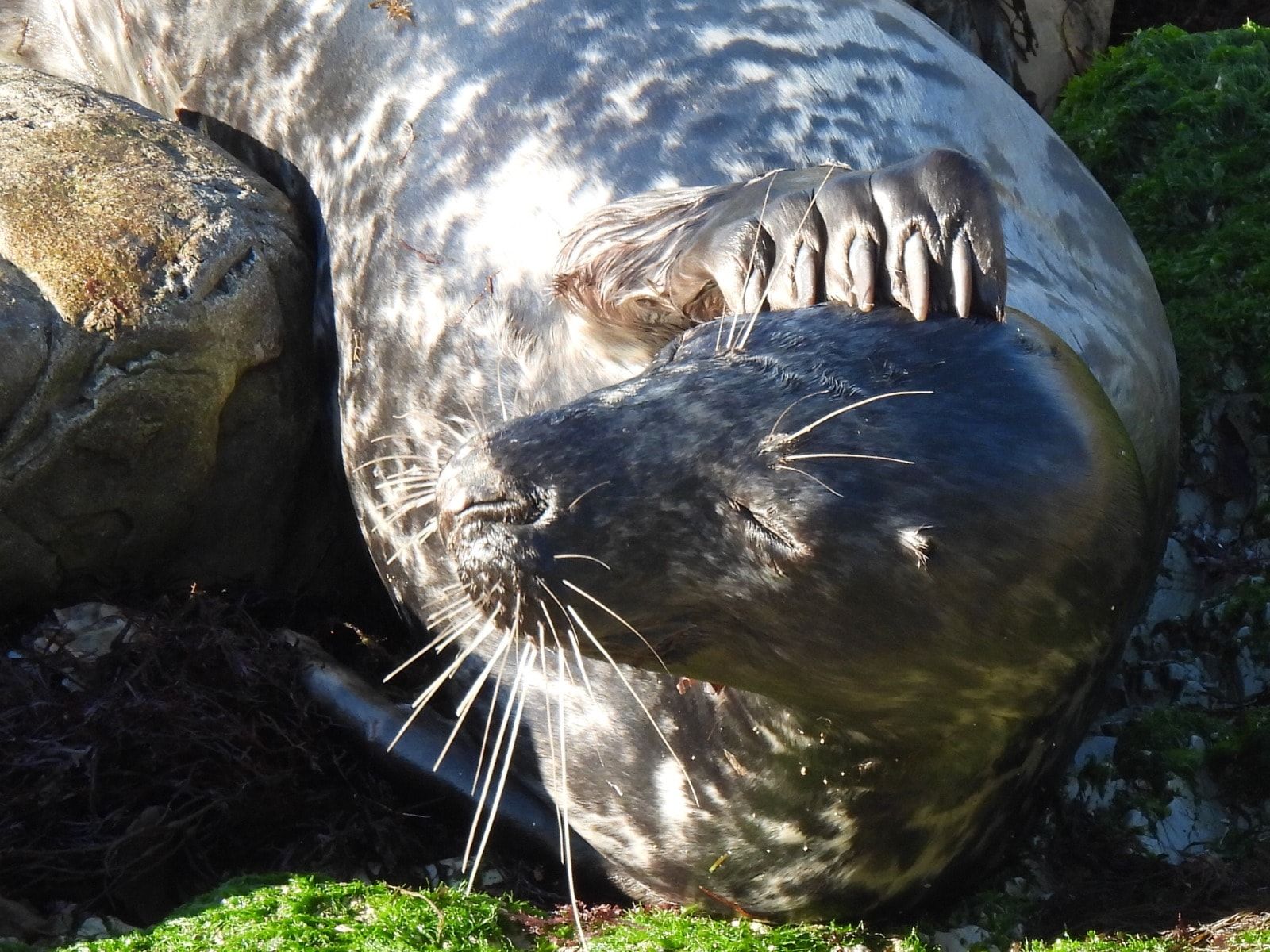 El baño de sol de una foca gris en el pedrero gijonés del Rinconín