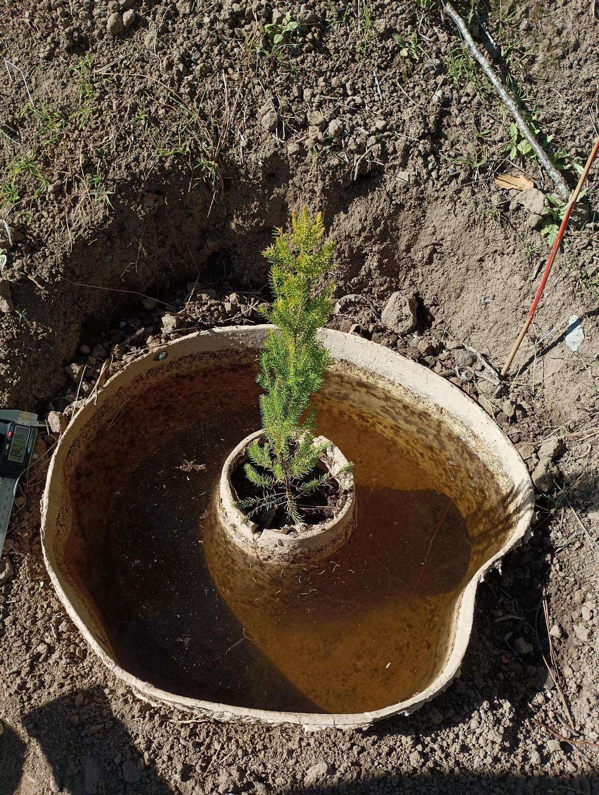 Sistema de captació individual Cocoon, d'aplicació a l'agricultura o per a la plantació de plançons en la reforestació