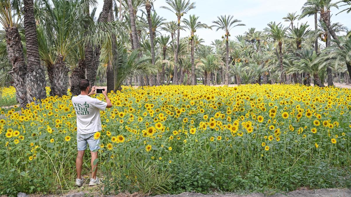 Un huerto de palmeras cubierto de girasoles en Elche