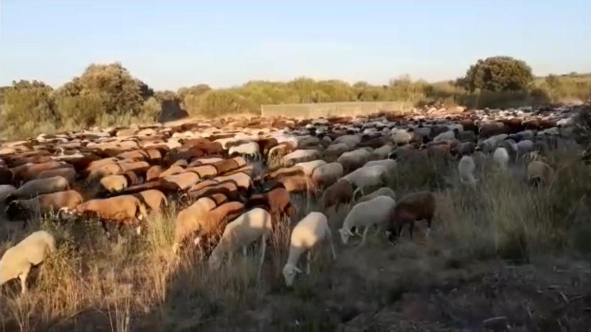 Las ovejas regresan de la Alta Sanabria.