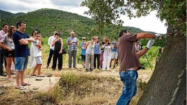 Una de les alzines sureres per extreure matèria a la finca de Masia Serra, a Cantallops.