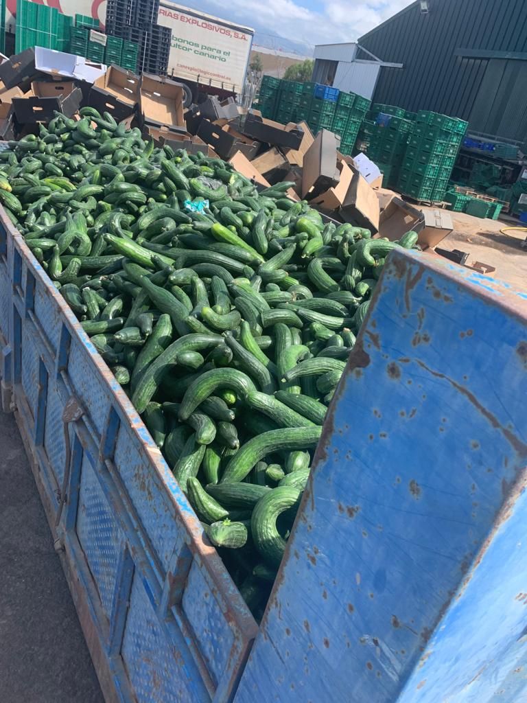 Agricultores tinerfeños tiran kilos de verdura a la basura por los excedentes de producción.