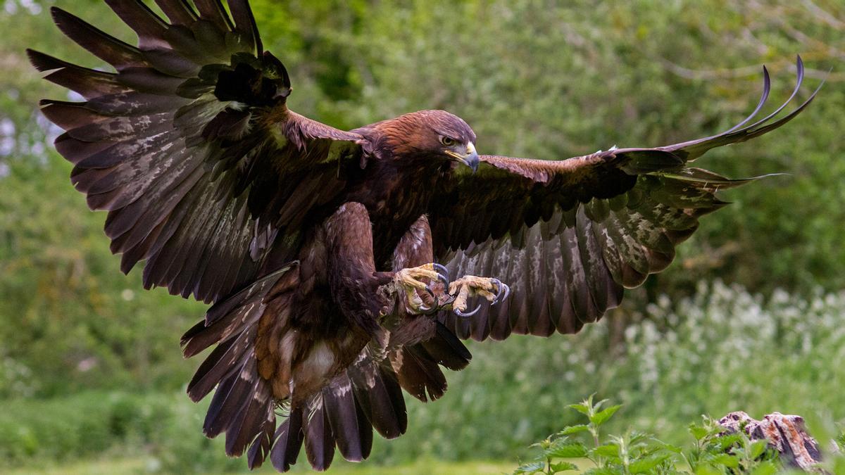 Perros Vídeo Viral: Un águila Atrapa Un Can Y Se Lo Lleva Volando |  