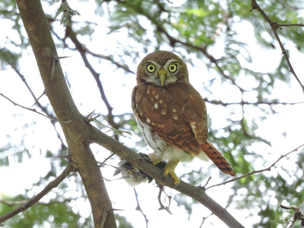 Distintas aves características de los bosques secos tropicales de Ecuador.