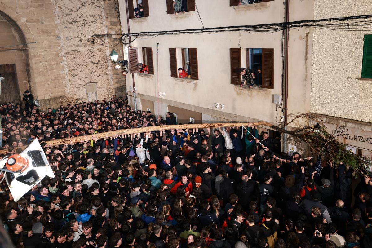 Pi de Sant Antoni de Pollença