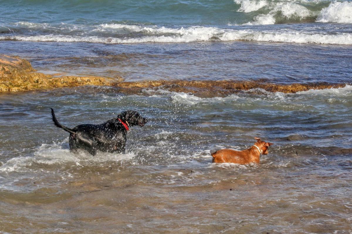 Docenas de usuarios de las playas acompañados de sus perros acudieron a Punta Margallo a pedir respeto y civismo en estos tramos litorales tras los "actos de sabotaje" de las señalizaciones