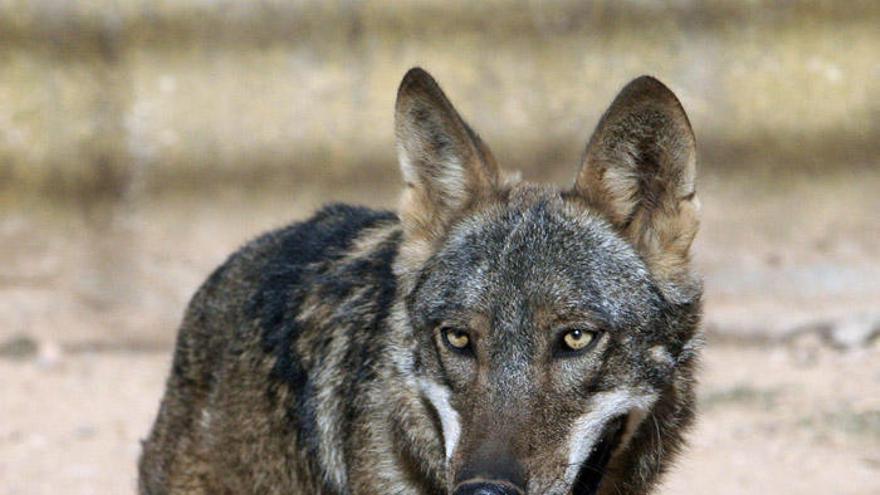 Un lobo ibérico.