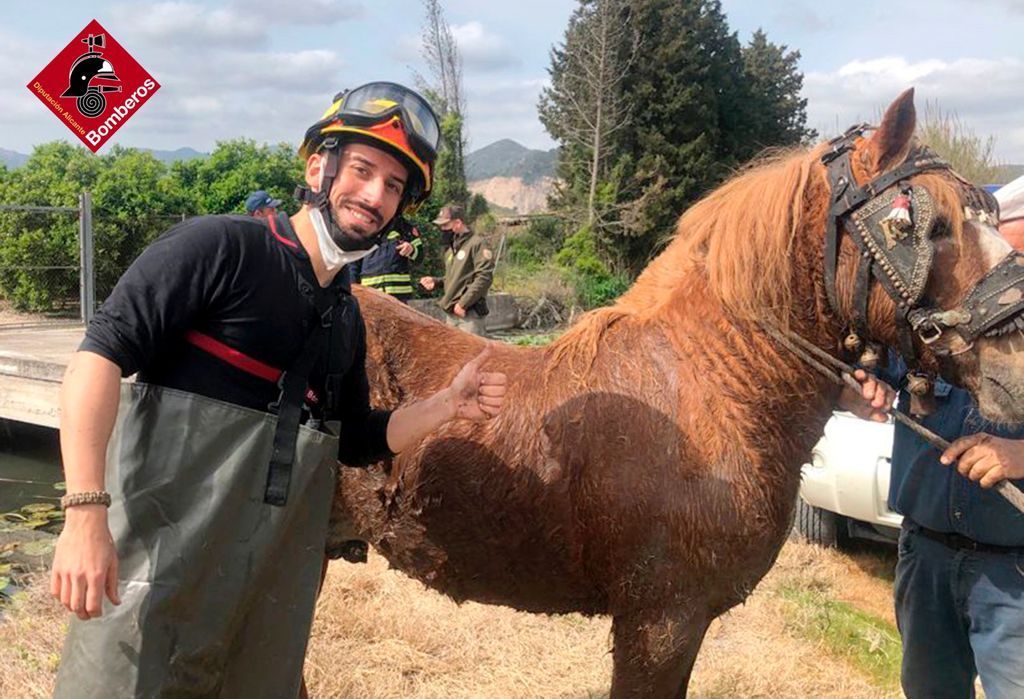 Los bomberos salvan a un caballo que cayó a una acequia del Marjal de Pego