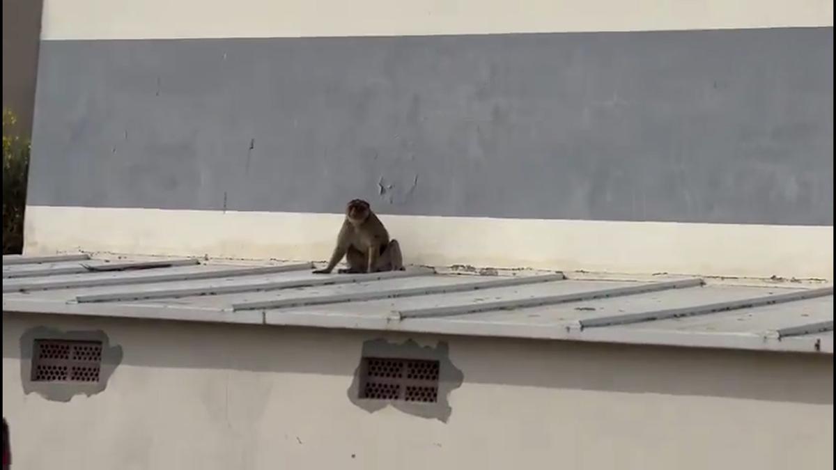 Un mono de Gibraltar escapa por los tejados de La Línea y obliga a activar un dispositivo policial