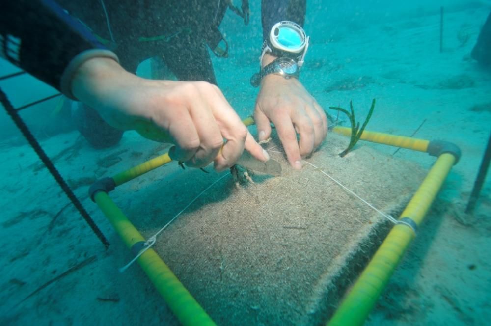 Posidonia de vivero para regenerar la bahía de Talamanca