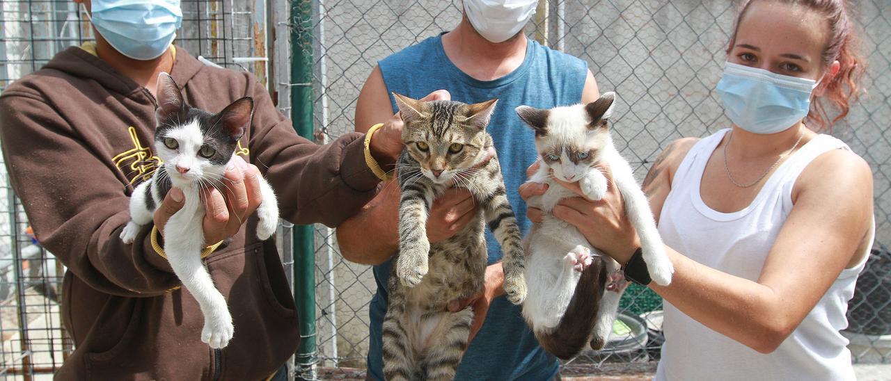 Tres trabajadores de la protectora con felinos en las manos. //IÑAKI OSORIO