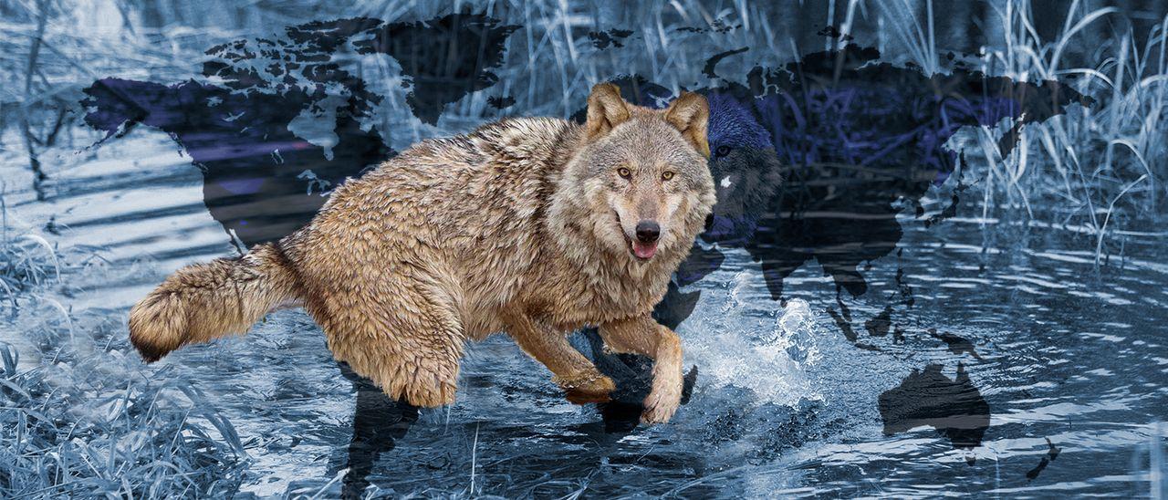 El lobo contra el mundo: ¿Cómo es la protección de la especie en otros  países? - Faro de Vigo