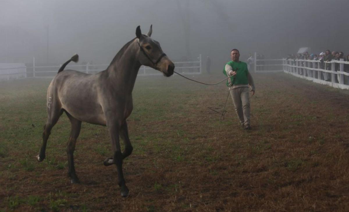 Imagen de los concursos morfológicos. |  Bernabé/Ángel Abeledo