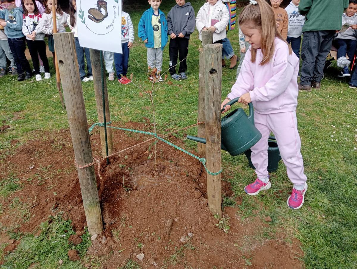 Unha alumna do CEIP Fogar de Carballo regando o carballo que acaba de plantar.