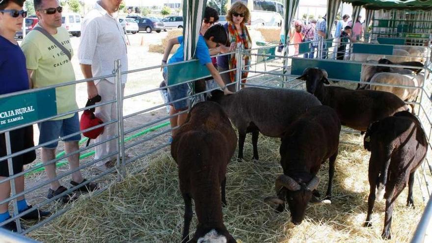 Varios visitantes observan el ganado durante uno de los días de feria en Ifeza.