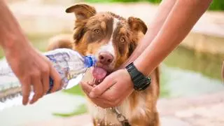 Cómo afecta el calor a los perros y cómo protegerlos