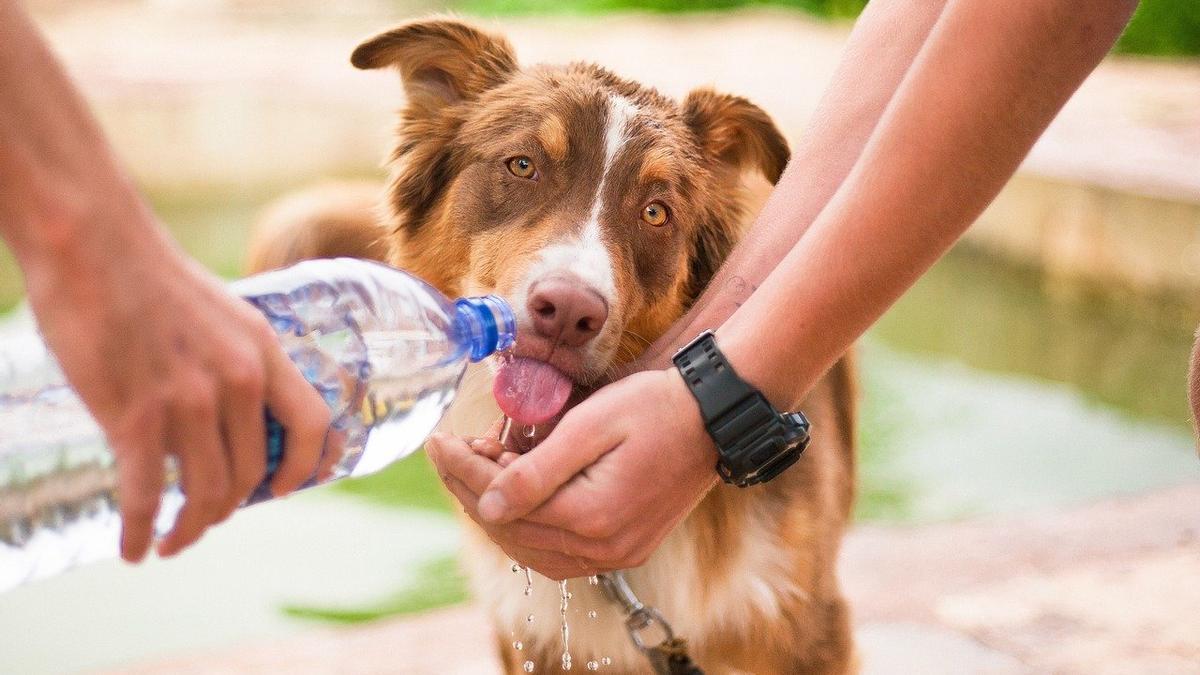 CÓMO AFECTA EL CALOR A LOS PERROS | Consejos para proteger a tus perros y gatos del calor