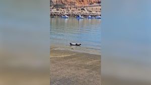 Aparece una foca en Conil de la Frontera