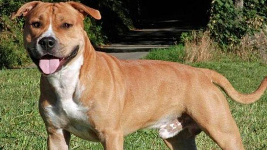 Un perro de raza peligrosa muerde a dos vecinas de Vila-real en plena calle