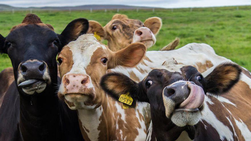 Un hombre de 65 años, en el HUCA tras recibir una coz de una vaca en Cangas del Narcea