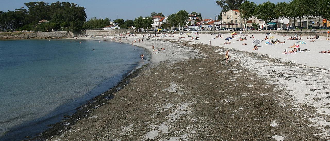 Manto de algas en la playa de Canido.