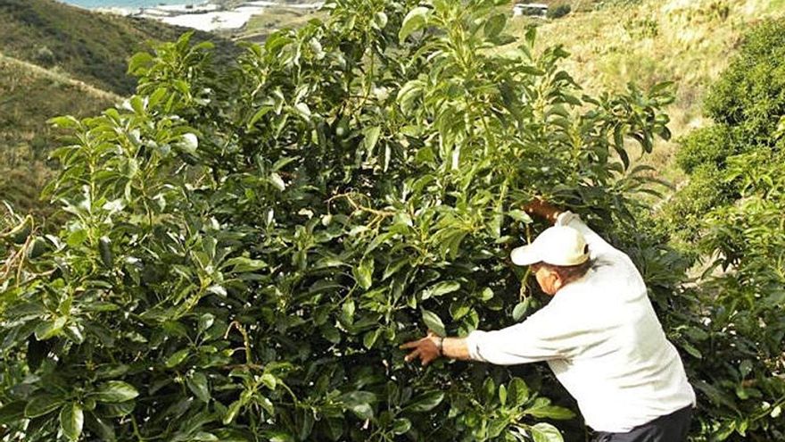 Un  agricultor atiende una plantación de aguacates en la Axarquía