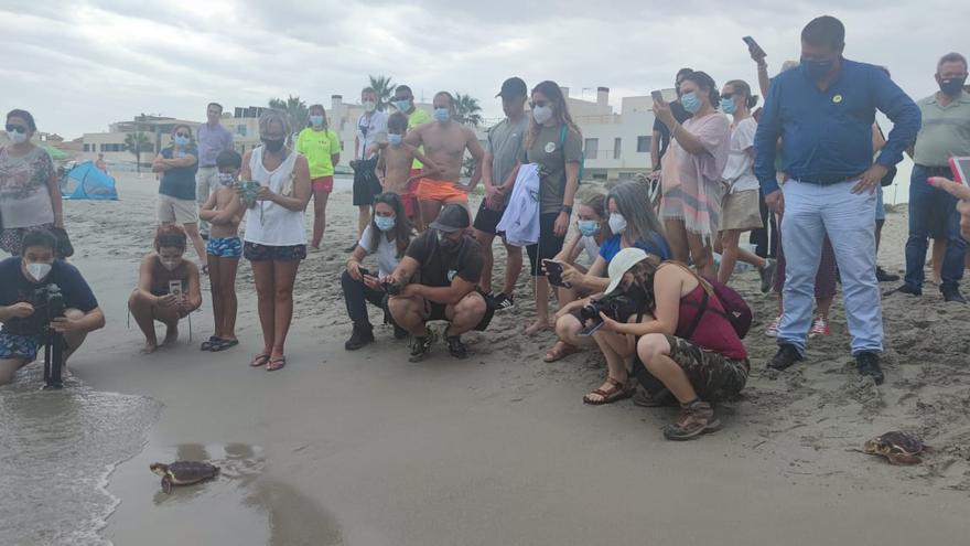 Devuelven al mar a 15 tortugas boba nacidas hace un año en La Manga