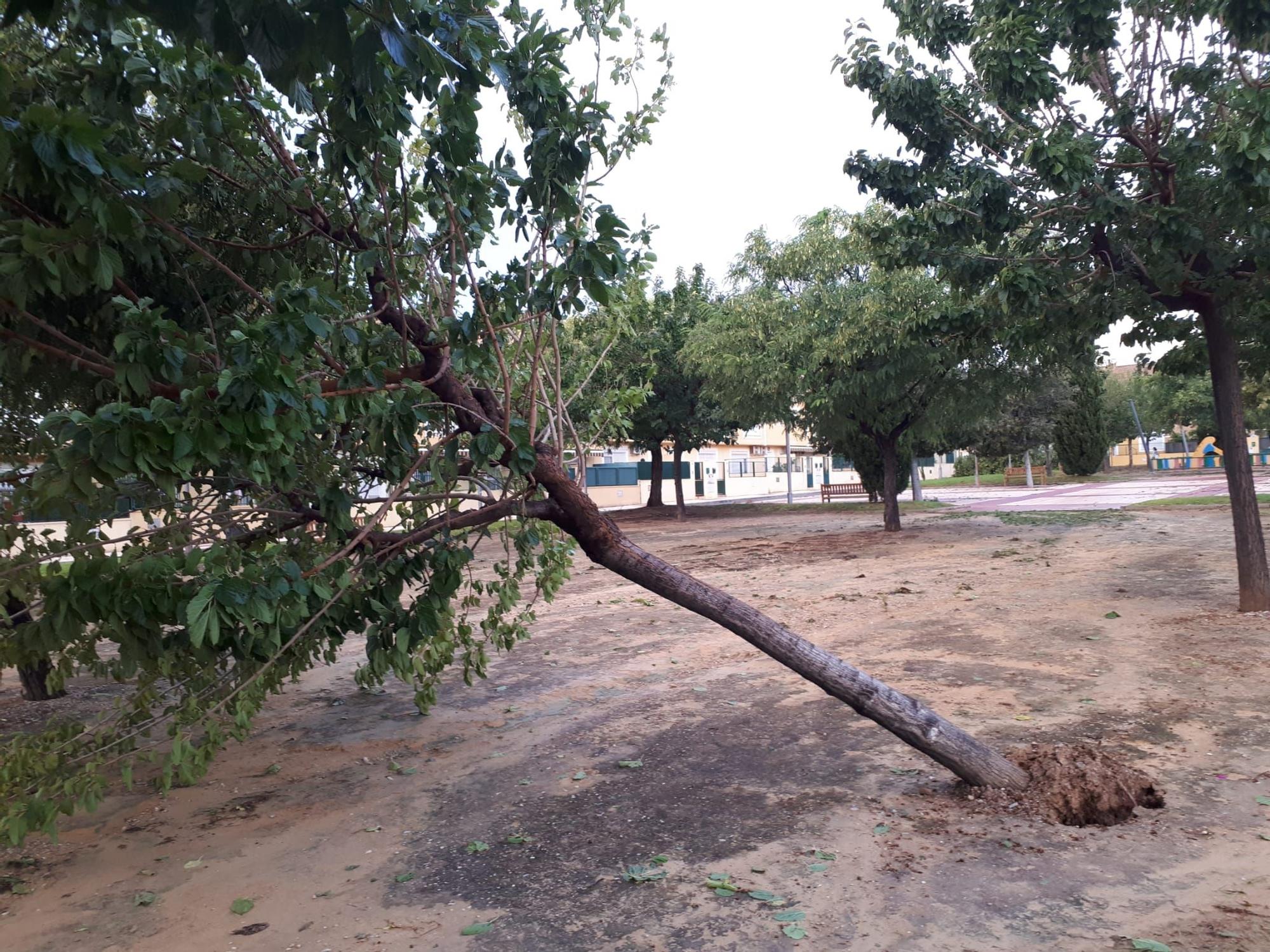 Las imágenes de los destrozos que deja el temporal en Murcia