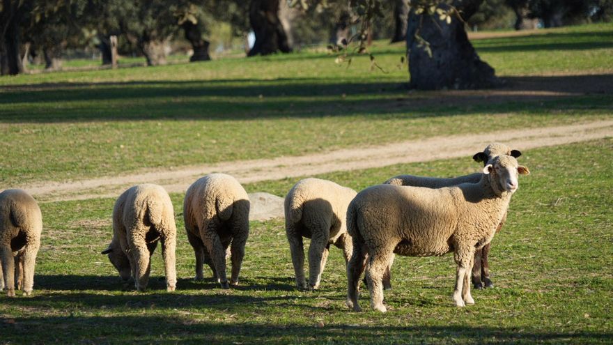 Preocupación entre los ganaderos cordobeses ante la proximidad del nuevo serotipo de lengua azul